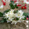 sumona.12346