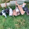 furrfectfamily05