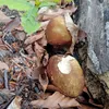 kaczaopowiesc