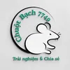 chuotbach7749