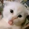 pussy_catlover
