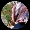 yasmeenahmd3