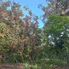 ngoc.huynh812