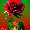 ahamed.a7kh