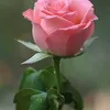 phuonghuynh7494