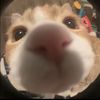 tfwjonny
