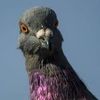 a_pigeon14