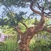 tungviet.bangioihan