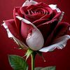 rosa.wasbers