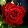 rose08808