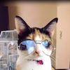 our.pets89