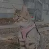 lou_slips