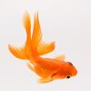 David Fishy Tech