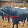 tipu.sultan970