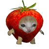 arawieuu_