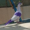 its.pigeon.lover2