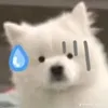 nhuhuy1203