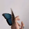fimt6