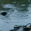 dandibidat