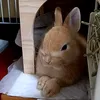 rabbits_kinaco