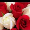 userhamzaali5