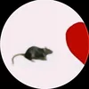 bibidopixx