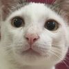 melukpenmeaw