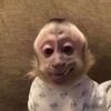 sillymonkeyy_