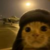 cat_sun3
