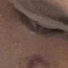jfuigdvvv