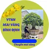 Mai Vang Binh Đinh