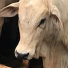 apenasdeluccaa