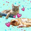 cats_in_the_willow66