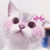kasiet_owo
