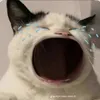 meoconstupid