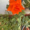 zohoor8420