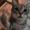 animenes21