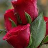 user281490574