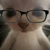 drip_and_lookmaxing_cat