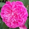 hongtuongvi45