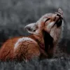 baby_foxyyyyy