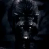 black.wolf6666