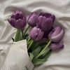 _celuxie_