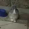 punkbites