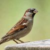 sparrow4117