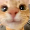 cutii_00001