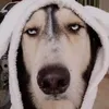 chodoithemvuive