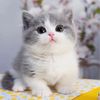 Funny pets