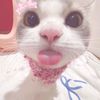 lvy_nnda