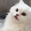 abskazaid